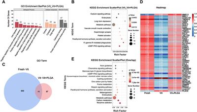 Superior performance of biocomposite nanoparticles PLGA-RES in protecting oocytes against vitrification stimuli